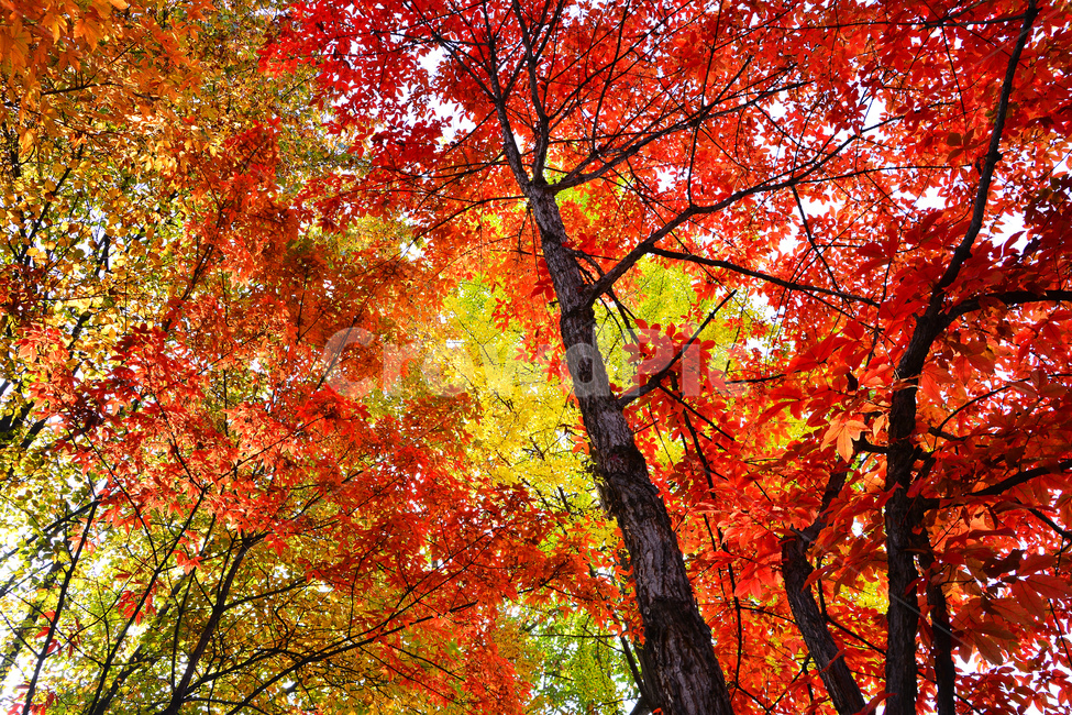 가을,단풍,계절,10월,가을감성,가을분위기,가을느낌,fall,autumn,maple,메이플,단풍나무,가을나무,단풍잎,화려한,background,백그라운드,배경,바탕,가을풍경,leaves,노랑색,주황색,빨강색,레드,red,yellow,tree,colorful,칼라풀,나뭇잎,가을,계절,fall,autumn,season,plant,식물,leaf,잎,나무