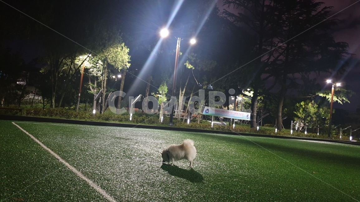 강아지,dog,옥외,outdoors,park,공원,저녁,evening,가로등,빛,light,streetlight,노즈워킹,nosewalking,반려견,산책,잔디,pet,walk,lawn,동물,animal,개,강아지,dog,doggy