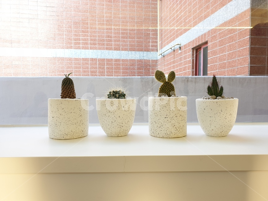 창가,선인장,옹기종기,따뜻함,깔끔한,식물,자연,plants,nature,실내용화초,화분,화초,house plant