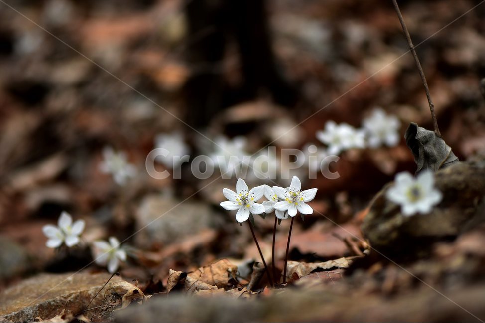 변산바람꽃,2018년,3월,야생화,꽃,생태,식물,자연,들꽃,산꽃,봄,감성,힐링,플라워,계절,시즌,wild,Flower,plants,nature,spring,season,배경,풀,초본,미나리아재비과,너도바람꽃속,flower,생태사진,봄꽃,자생지,경기도,봄,계절,spring,season,식물,자연,plants,nature,꽃,flower,plant,blossom