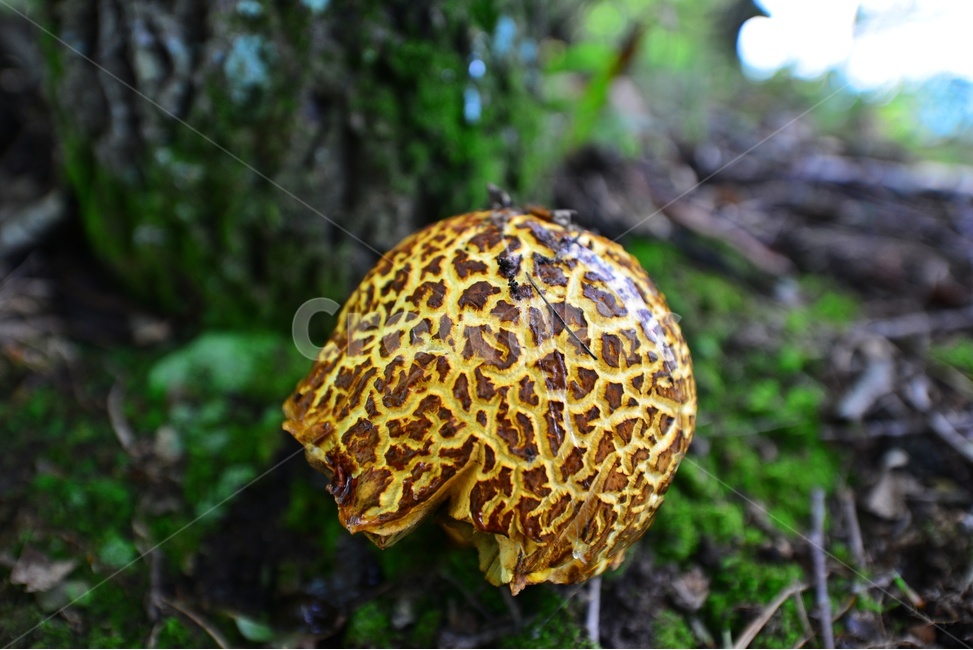 fungus,진균류,plant,식물,버섯,송이버섯,식재료,음식,소나무,이끼
