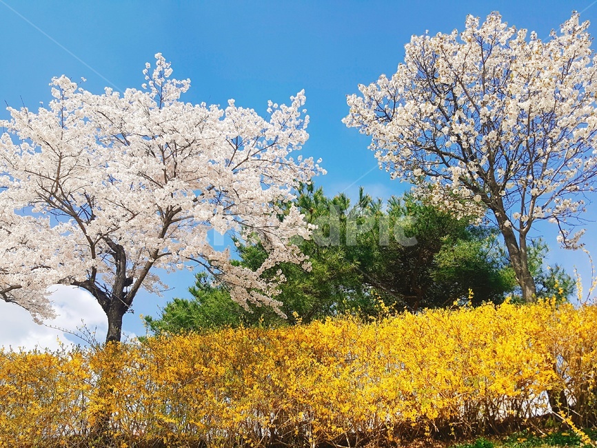 봄,벚꽃,개나리,하늘,맑음,봄,계절,spring,season,자연,풍경,nature,landscape,plant,식물,blossom,꽃,flower