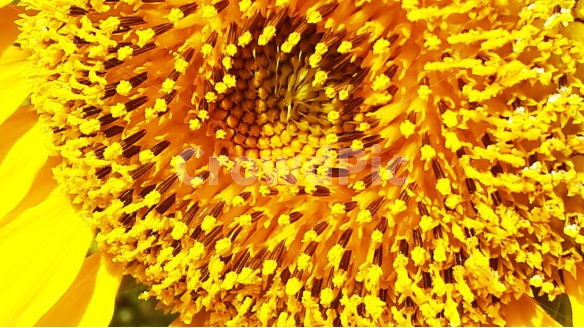 해바라기,노랑색,sunflower,꽃,자연,식물,식물,자연,plants,nature,꽃,flower