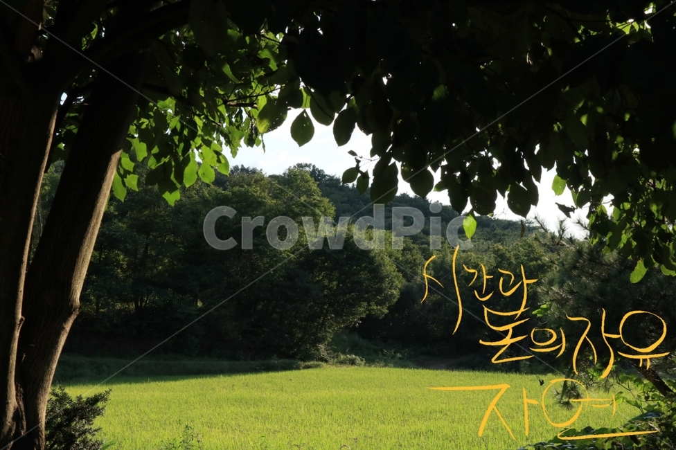 자연,캘리그라피,들판,나무,잎,nature,field,풍경