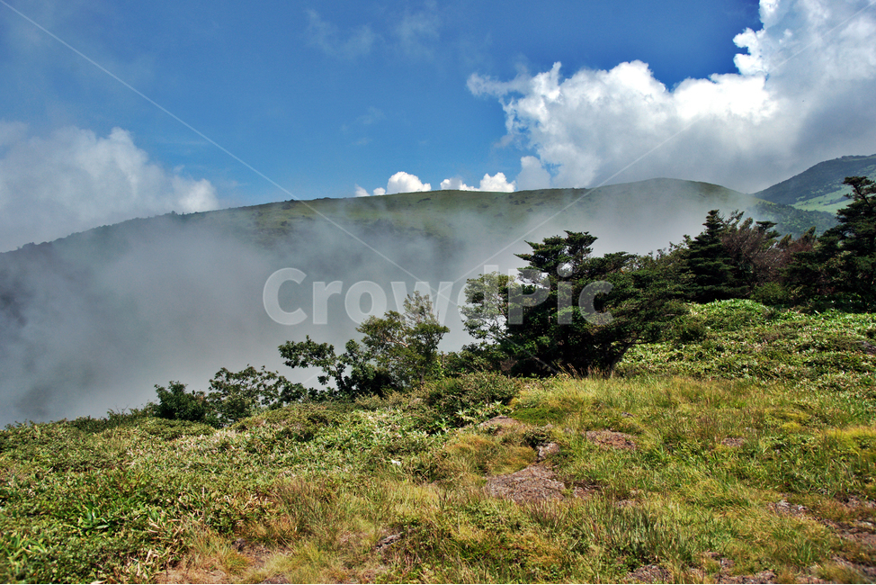 한라산,제주도,영산,어리목코스,만세동산,자연,구름,운무,초목