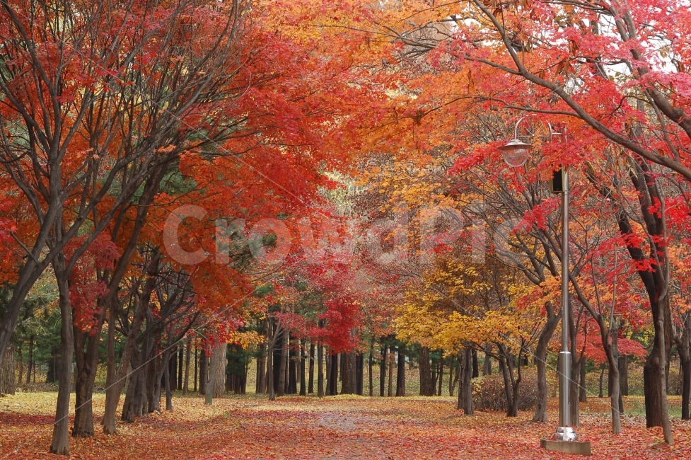 가을,단풍,낙엽,길,가로수,가로등,나무,산책,산책로,풍경,가을풍경,공원,단풍길,숲,자연,나뭇가지,나뭇잎,식물,풍경사진,배경,자연,풍경,nature,landscape,가을,계절,fall,autumn,season,tree,plant,maple,leaf,잎