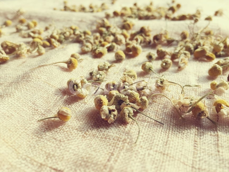 캐모마일,캐모마일차,tea,차,허브티,허브차,chamomile,camomile,음료,음식,웰빙,웰빙컨셉,건조식품,건조,배경,꽃,건강,건강음료,자연,한국,대구,햇빛,햇살,오가닉,오가닉푸드,natural,white,medical,beverage,flower,organic,drink,yellow,aromatic,blossom,herbs,fabric,abstract,korea,texture,winter,vintage,background,health,nature,pattern,dryflower,camomileflower,herbaltea,wellbeingfood,dryfood,wellbeing,flowerbackground,dryflowerbackground,chamomileflower,drytea,healthyfood,organicfood,drychamomile,healthcare,wellbeingconcept,hempcloth,chamomiletea,backgroundtexture,aromaticherbs,healthylifestyle,Organicdrychamomileforherbaltea,closeup,감성,sensible,feeling