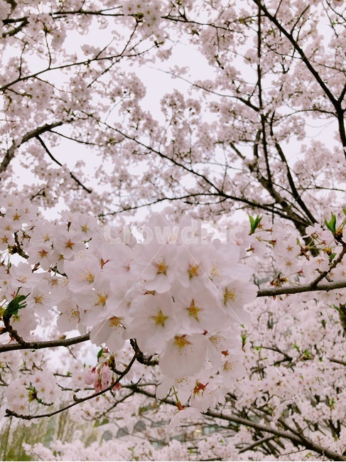벚꽃,봄,설렘,꽃,체리블라썸