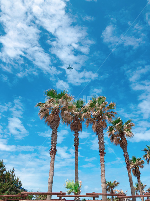 제주,야자수,자연,하늘,비행기,구름,제주도,jeju,jeju island,여행,휴가,traveling,vacation,trip,tree,나무,plant,식물,palm tree,arecaceae,Arecaceae,summer,여름
