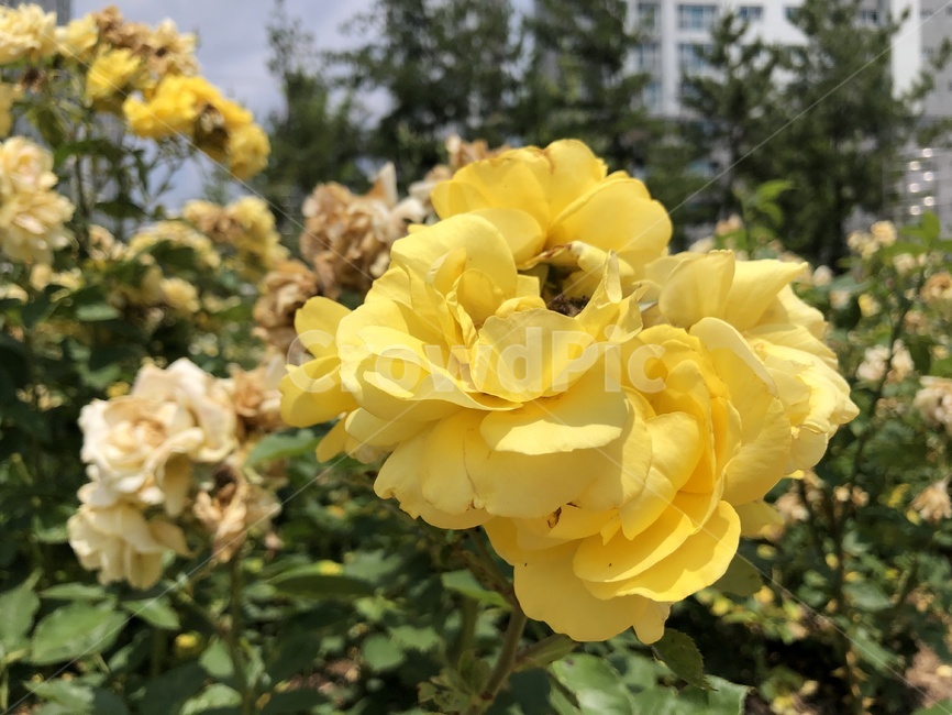 장미,노란,꽃,정원,공원
