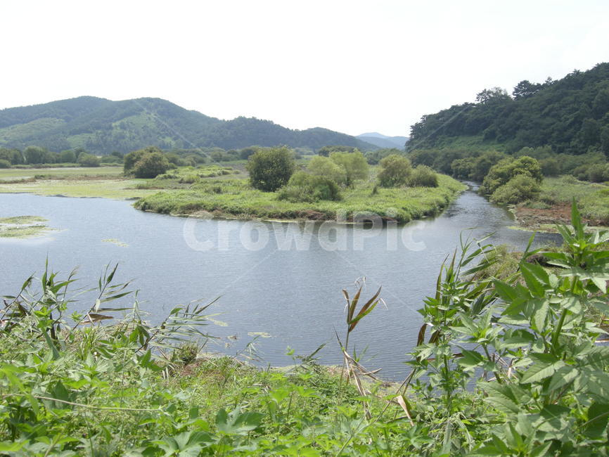 강,우포늪,자연,풍경,꽃,초록