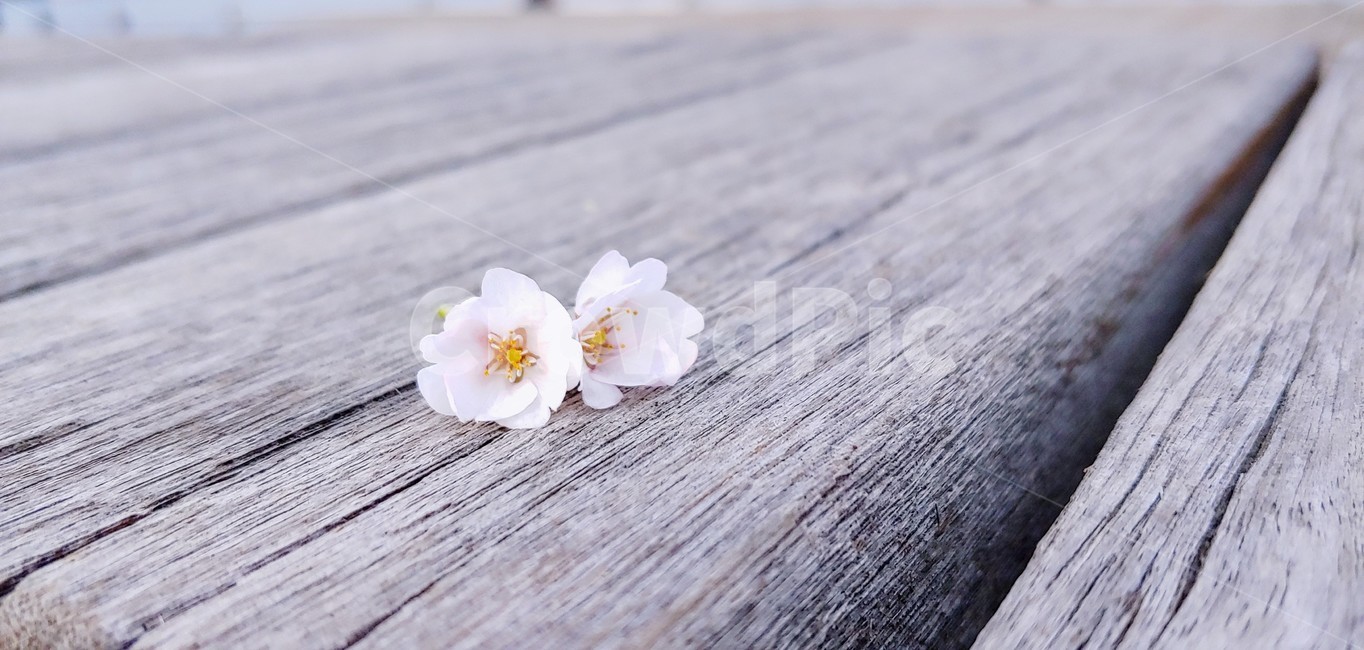식물,벗꽃,의자,벤치,꽃,봄,봄,계절,spring,season,꽃,flower