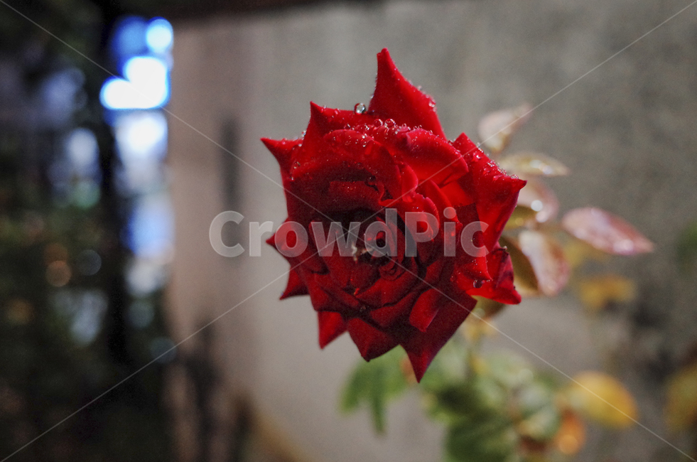blossom,꽃,flower,식물,plant,red,빨간꽃,빨간,붉은,붉은꽃,들꽃,rose,장미,빨간장미,밤,밤장미