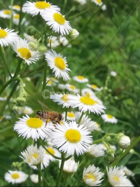 꽃,flower,벌,bee,꿀벌,honeybee,곤충,insect,야생화,봄,spring,blossom,식물,자연,plants,nature,꽃,flower,곤충,벌레,insect,bug
