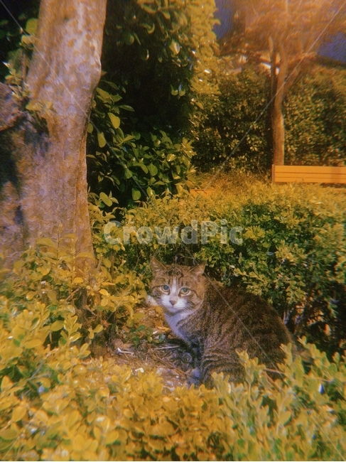 고양이,길고양이,냥,풀숲,공원,냥이,나비,수풀,나무,숲,풀