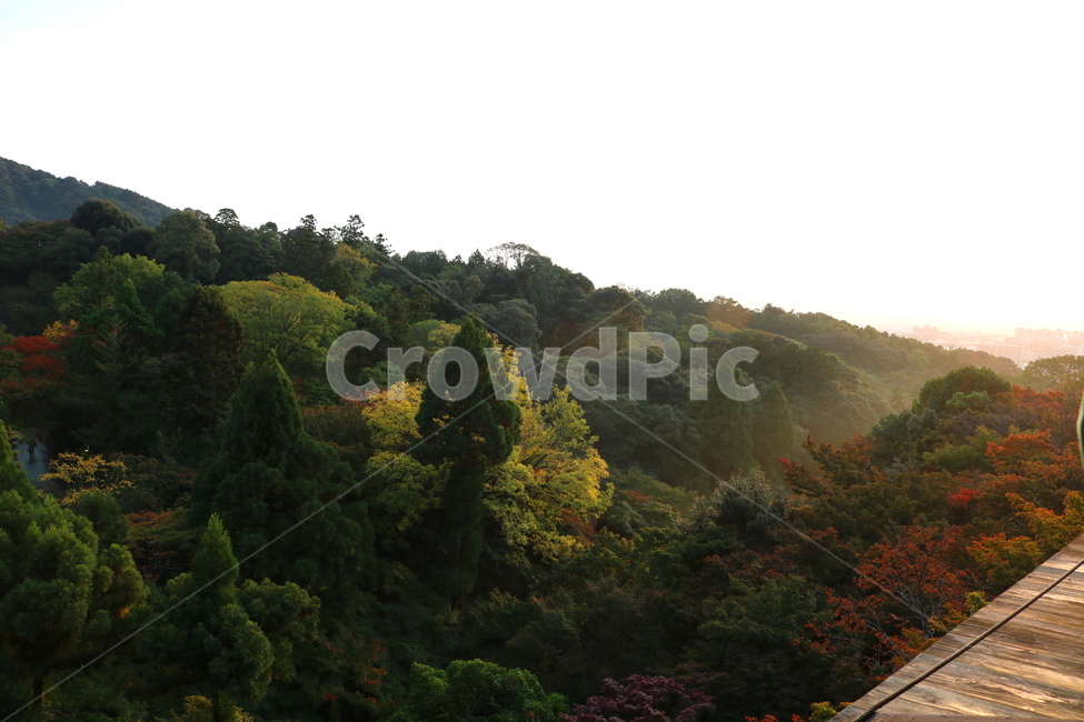 자연,풍경,나무,청수사,교토,일본,자연,풍경,nature,landscape