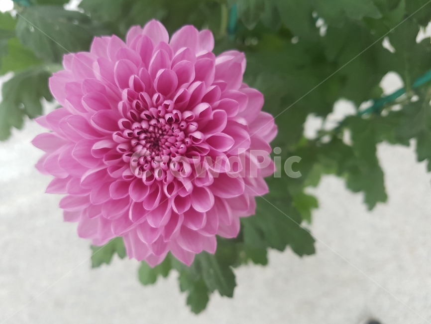 flower,꽃,식물,dahlia,달리아,blossom,국화,가을,감성,자연,꽃,flower