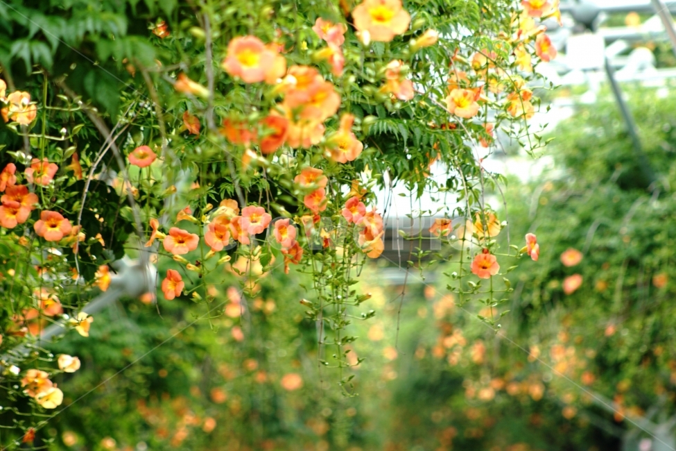 부천중앙공원,능소화,공원,꽃,풍경,식물,자연,plants,nature,꽃,flower