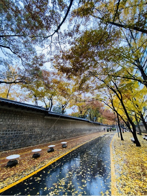 나무,tree,낙엽,덕수궁,덕수궁돌담길,돌담,가을,계절,fall,autumn,season