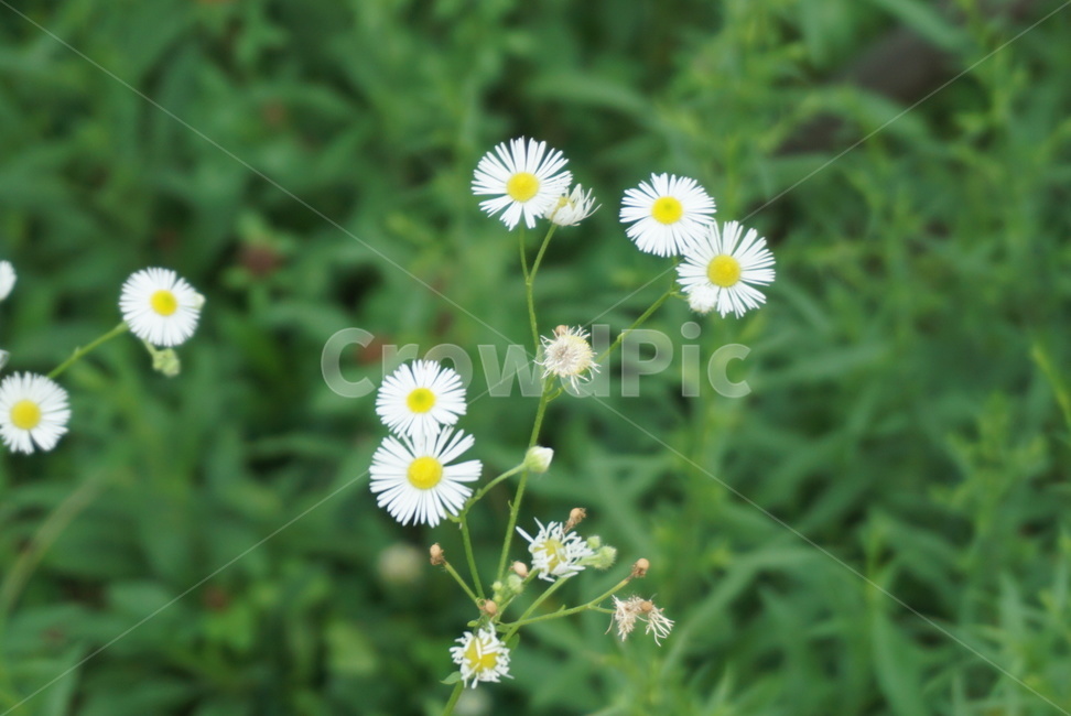 꽃,잡초,하얀꽃,여름,풍경,계절