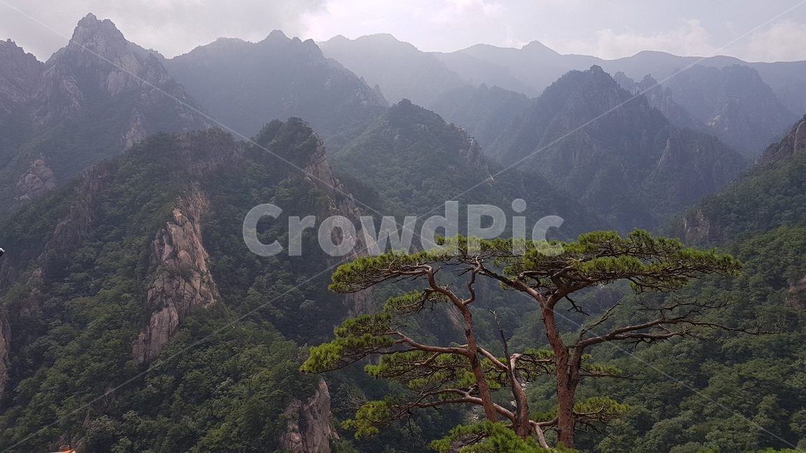 산,구름,나무,산세,소나무