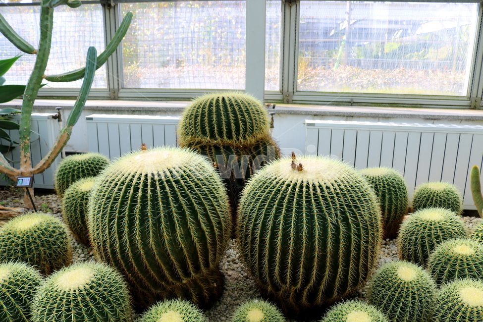선인장,금호선인장,식물,자연,가시,식물,자연,plants,nature