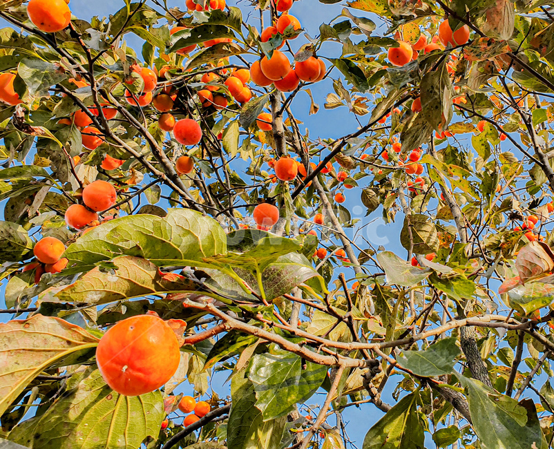 과일,감,감나무,나무,가을,자연,음식,식물,자연풍경,fruit,food,과일,열매,fruit