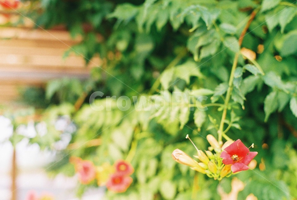 꽃,다홍,초록,flower,red,green,filmphoto,감성사진,필름사진