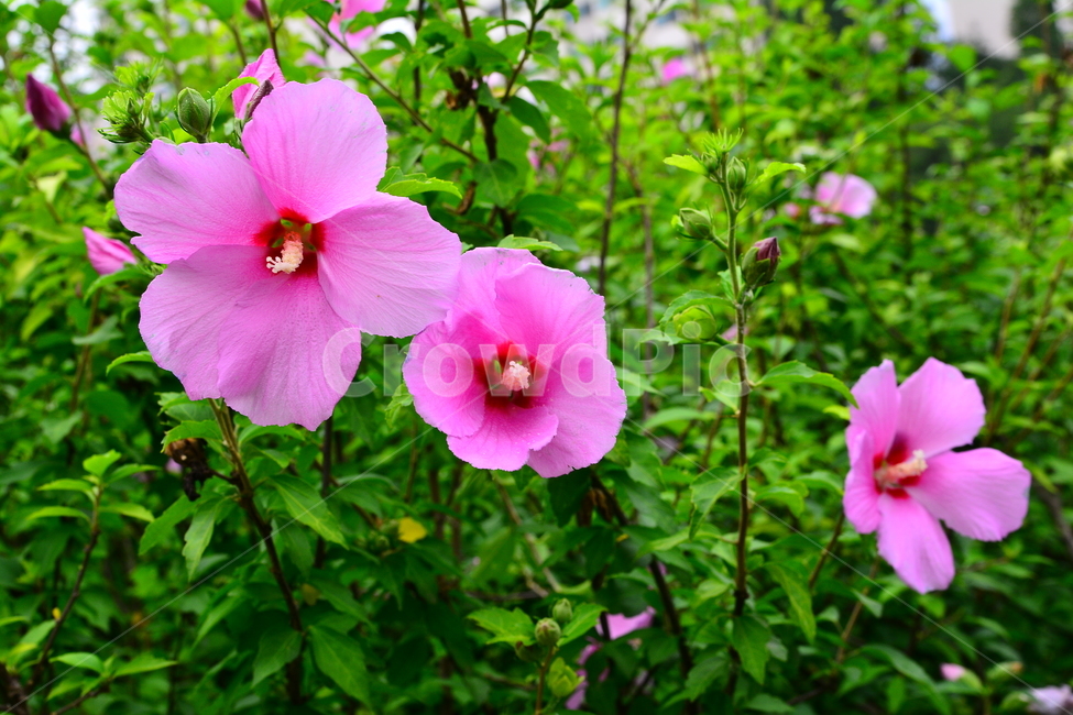 무궁화,나라꽃,꽃,우리꽃,국화,분홍색,핑크색,배경,바탕,백그라운드,flowers,korean,mugunghwa,roseofsharon,hibiscus,식물,나무꽃,아름다움,꽃송이,꽃잎,잎사귀,우리나라꽃,nationalflower,background,plant,blossom,한국적