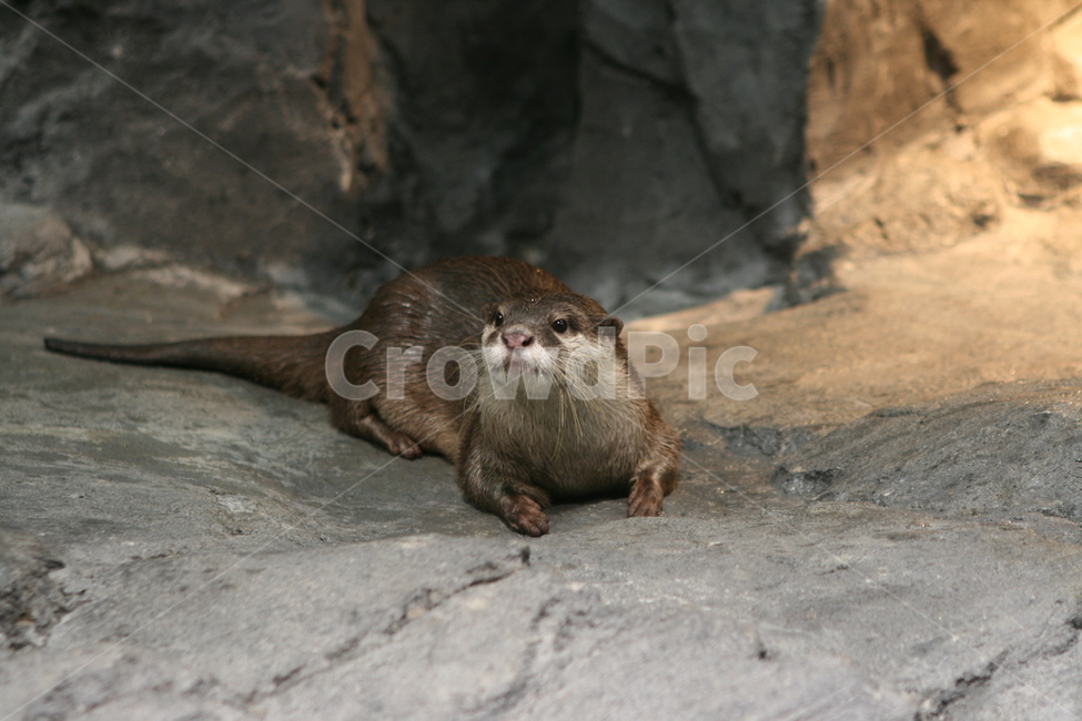 동물,수달,모피동물,포유동물,천연기념물,otter,동물,animal,포유류,mammal