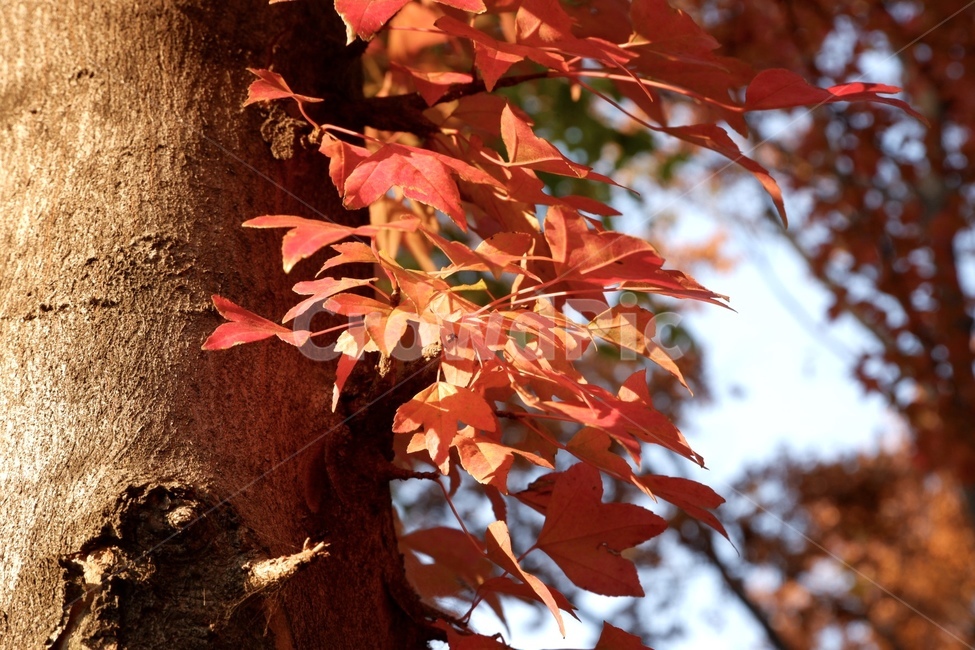 leaf,plant,tree,maple,단풍,잎,식물,나무,가을,자연,nature,가을,계절,fall,autumn,season,식물,자연,plants,nature,나무,trees,wood