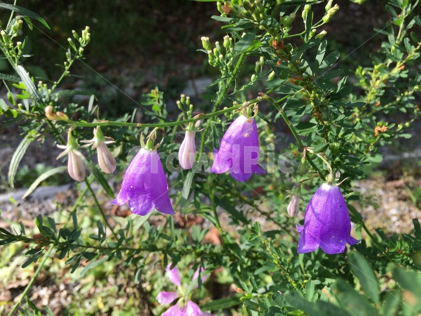 plant,식물,flower,blossom,꽃,식물,자연,plants,nature,꽃,flower