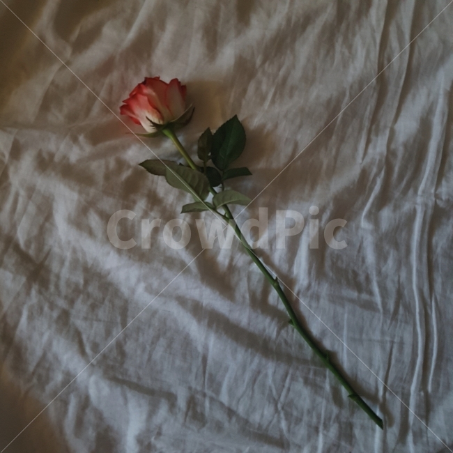일상,일상적,여유,아름다움,꽃,장미,분위기,어두움,어둠,오후,식물,잎,줄기,가시,정열,daily,flower,rest,beautiful,rose,mood,dark,black,afternoon,stem,leaf,식물,자연,plants,nature,꽃,flower