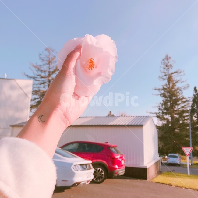 꽃,손,하늘,풍경,자연