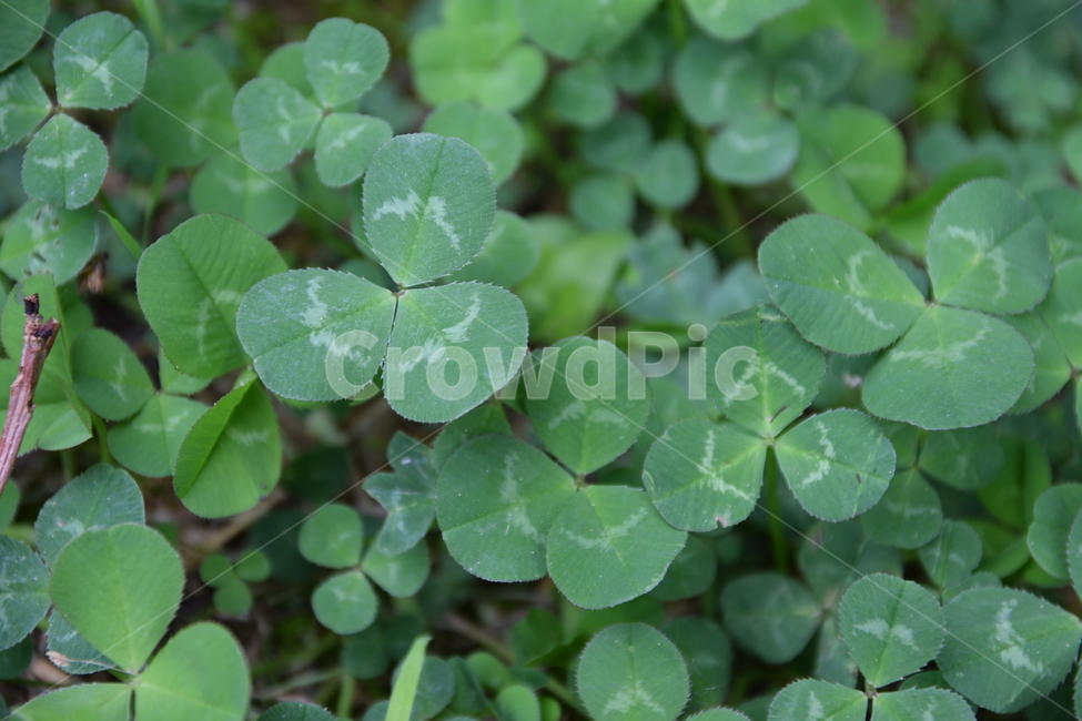 클로버,토끼풀,잡초,풀,식물,식물,자연,plants,nature