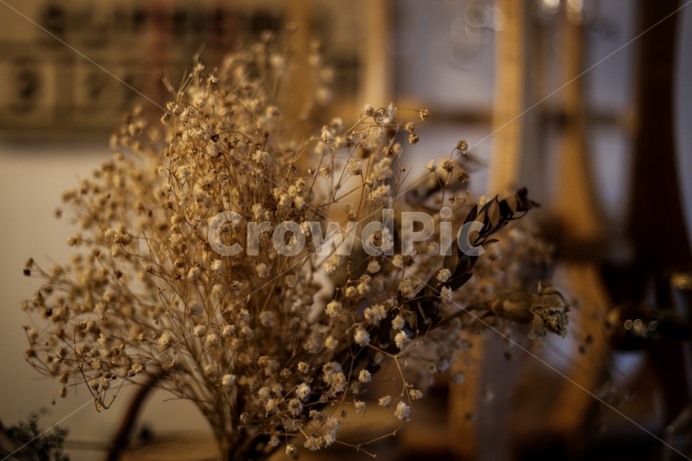 꽃,드라이플라워,인테리어,소품,감성,식물,자연,plants,nature,꽃,flower,실내용화초,화분,화초,house plant,감성,sensible,feeling,인테리어,실내디자인,interior design