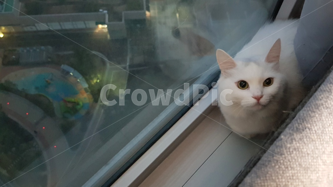 고양이,반려묘,먼치킨,동물,귀요미,동물,animal,포유류,mammal,고양이,cat,kitten,kitty