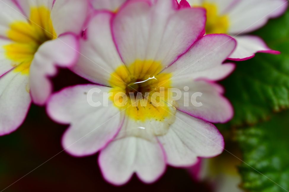 꽃,야생화,식물,자연,풍경,식물,자연,plants,nature,꽃,flower