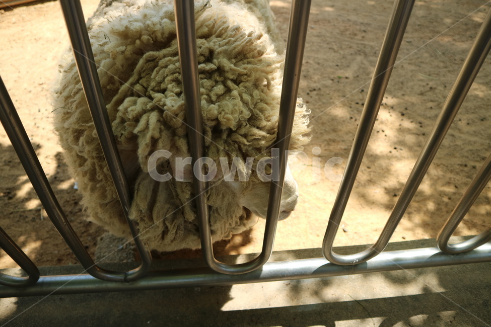 양,동물,동물원,sheep,animal,zoo,동물,animal,포유류,mammal
