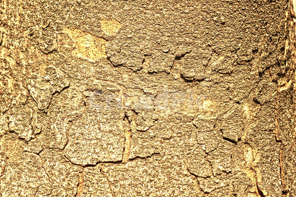나무,배경,무늬,나이테,패턴,텍스처,질감,패턴,texture,pattern