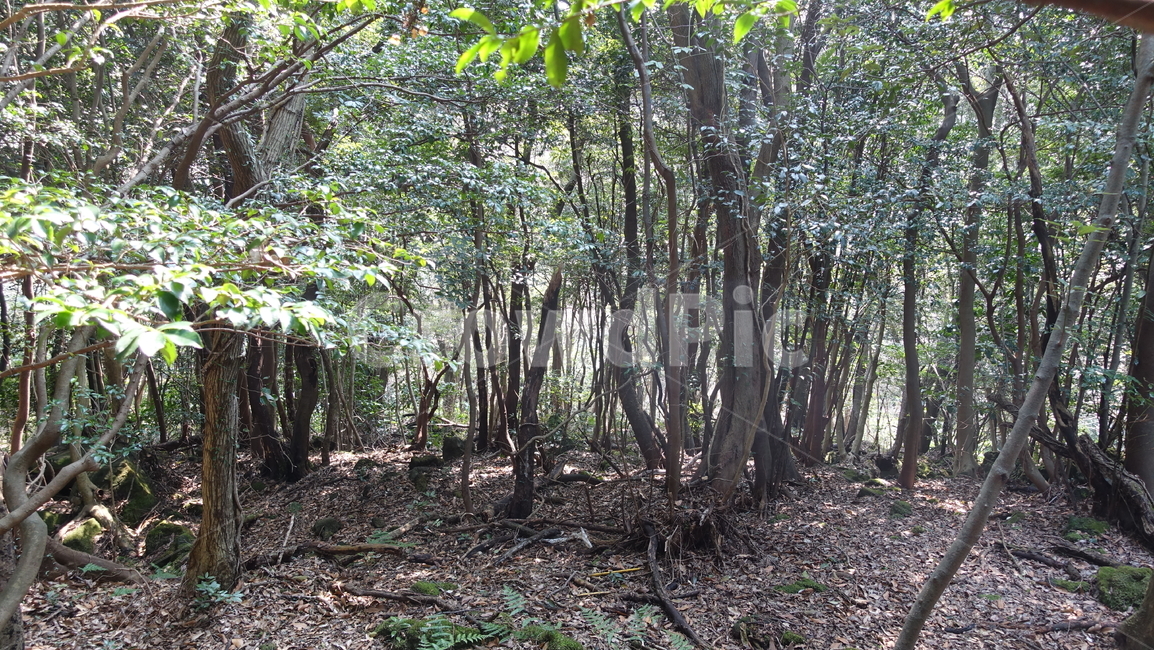 제주도,거문오름,오름,자연,nature,숲,forest,수풀,나무,tree,jeju,jejuisland,green,비자림,서거문이오름,제주