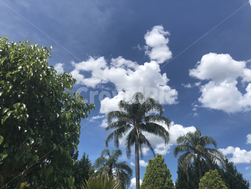 나무,야자수,구름,바탕화면,배경화면,Background,Cloud,Tree,Sky,Green,Natural,Blue,자연,풍경,nature,landscape,식물,plants,나무,trees,wood,outdoors,옥외,summer,여름,weather,날씨