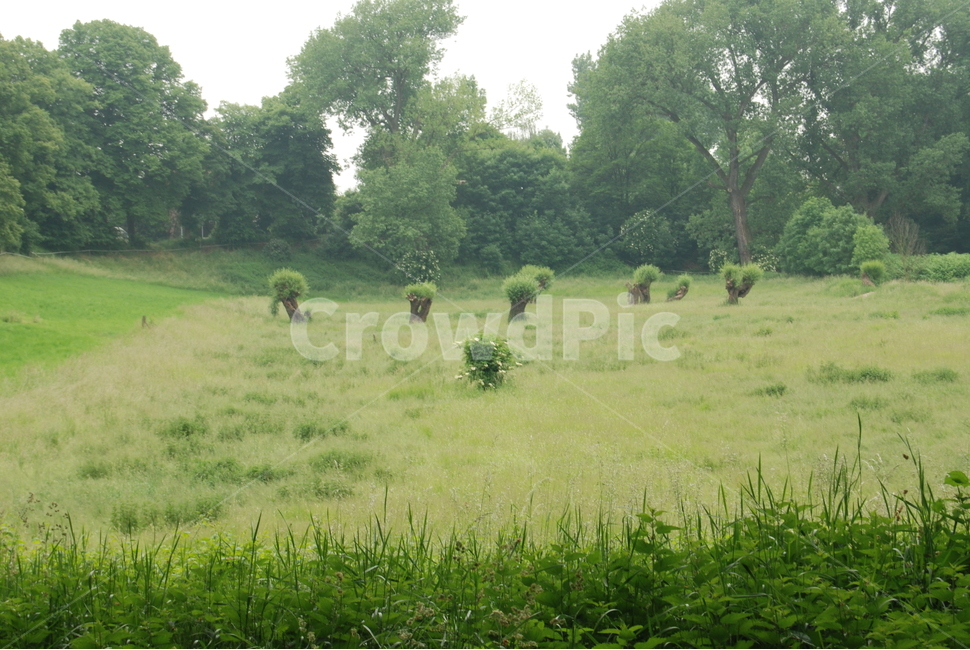 outdoors,자연,field,들,목초지,농장,가축,소,동물,자연,풍경,nature,landscape,옥외,grassland,farm,rural,농촌,cow,animal,mammal,포유류,cattle