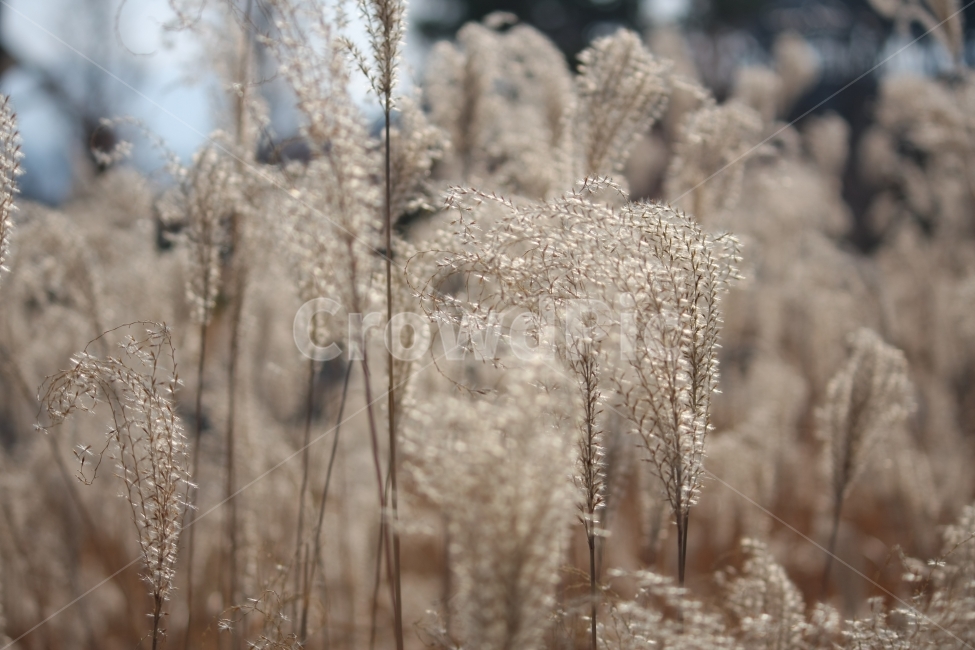 가을,억새,갈대,공원,식물,가을,계절,fall,autumn,season,식물,자연,plants,nature,plant,grass,잔디,lawn,reed