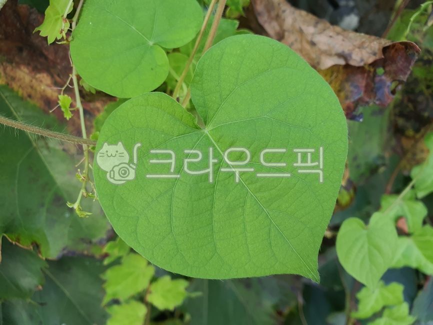덩쿨, 하트, 사랑표, 무늬, 패턴, 사진,이미지,일러스트,캘리그라피 - 작은새작가