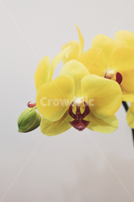 노랑,식물,난초,녹색,꽃,spring,season,자연,plants,nature,flower,감성,sensible,feeling,색깔,색상,색채,식물,자연,plants,nature,꽃,flower