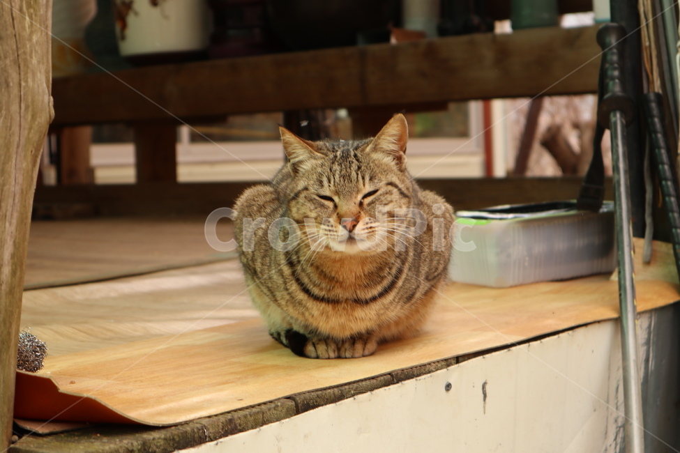 고양이,길고양이,동물,코리아숏헤어,시골,마루,장판,cat,anima,koreanshorthair,straycat,동물,animal,포유류,mammal,고양이,cat,kitten,kitty