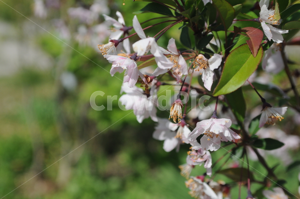 꽃,flower,봄,spring,봄꽃,식물