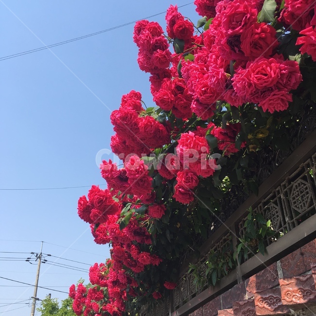 하늘,장미,담벼락,꽃,flower,식물,자연,plants,nature,꽃,flower