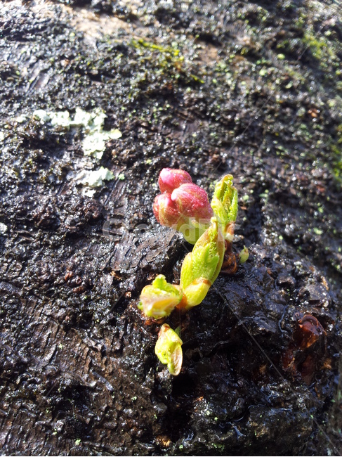 식물,벚꽃나무,새싹,자연,이끼,식물,자연,plants,nature